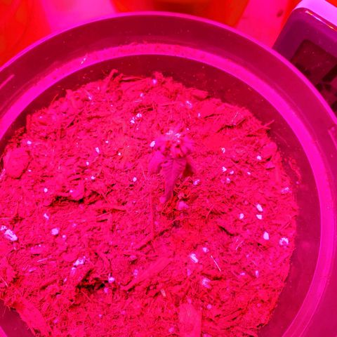 Unknown strain growlog photo: May have over watered a bit when giving nutrients.  Will see how they look by end of the day