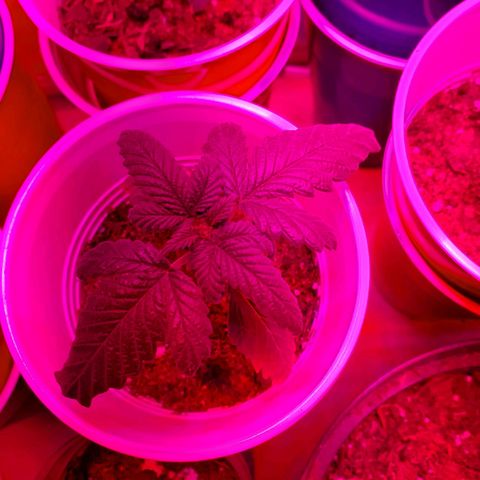 Unknown strain growlog photo: May have over watered a bit when giving nutrients.  Will see how they look by end of the day