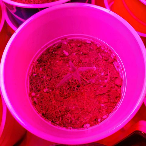 Unknown strain growlog photo: May have over watered a bit when giving nutrients.  Will see how they look by end of the day
