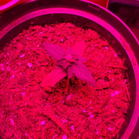 Unknown strain growlog photo: This guy got his nutrients and a bit more root powder. Leaves popped right back up over night 