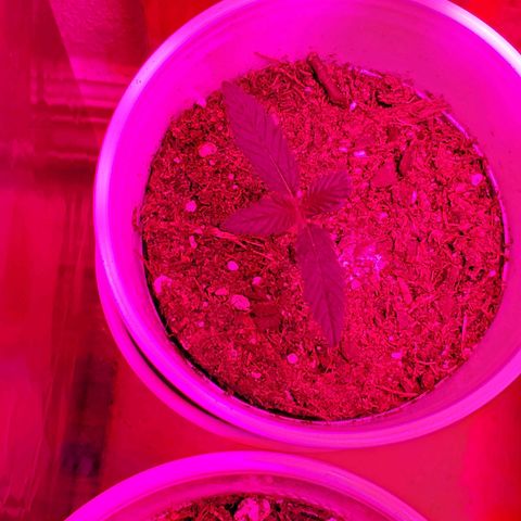 Unknown strain growlog photo: Plants are thriving.  Moved Light away to 16" Looks like they are getting their original color back
