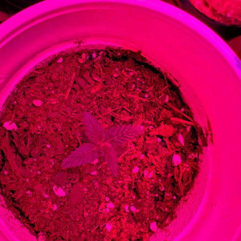 Unknown strain growlog photo: Plants doing good,  starting to see color go back to normal.   Got 1-1-1 Nutrients along with some root grow.  Started to see plants grow on budsites