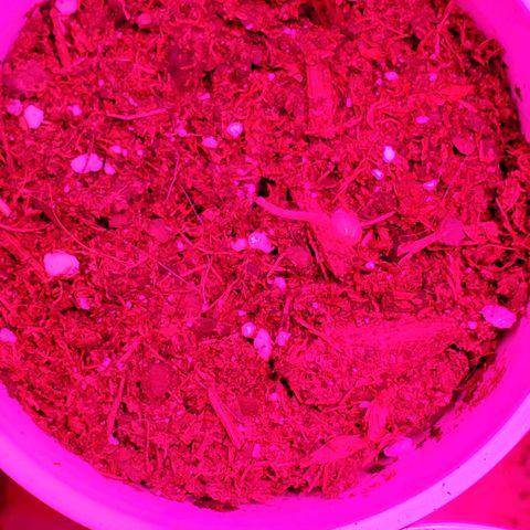 Unknown strain growlog photo: Plants doing good,  starting to see color go back to normal.   Got 1-1-1 Nutrients along with some root grow.  Started to see plants grow on budsites