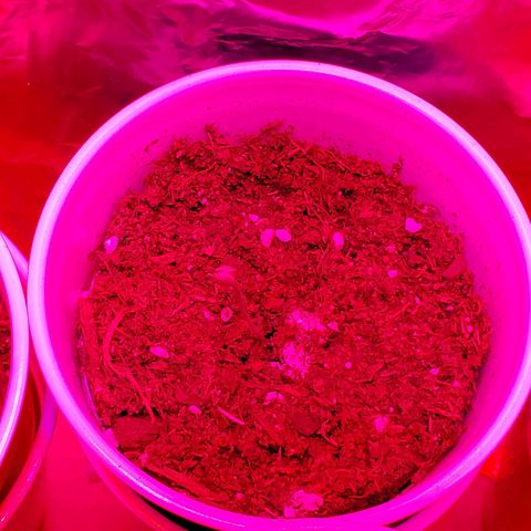 Unknown strain growlog photo: Plants doing good,  starting to see color go back to normal.   Got 1-1-1 Nutrients along with some root grow.  Started to see plants grow on budsites