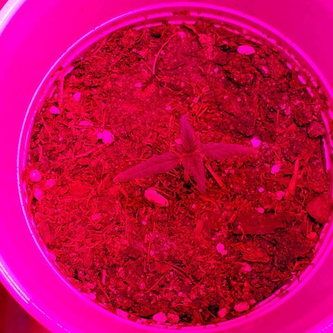 Unknown strain growlog photo: Plants doing good,  starting to see color go back to normal.   Got 1-1-1 Nutrients along with some root grow.  Started to see plants grow on budsites