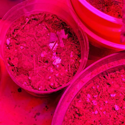 Unknown strain growlog photo: Plants doing good,  starting to see color go back to normal.   Got 1-1-1 Nutrients along with some root grow.  Started to see plants grow on budsites