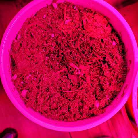 Unknown strain growlog photo: Plants doing good,  starting to see color go back to normal.   Got 1-1-1 Nutrients along with some root grow.  Started to see plants grow on budsites