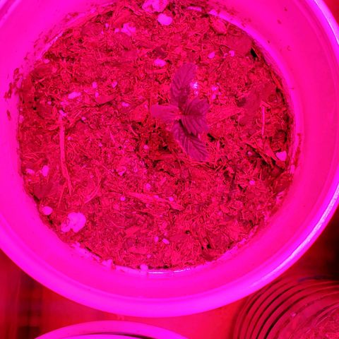 Unknown strain growlog photo: Plants doing good,  starting to see color go back to normal.   Got 1-1-1 Nutrients along with some root grow.  Started to see plants grow on budsites