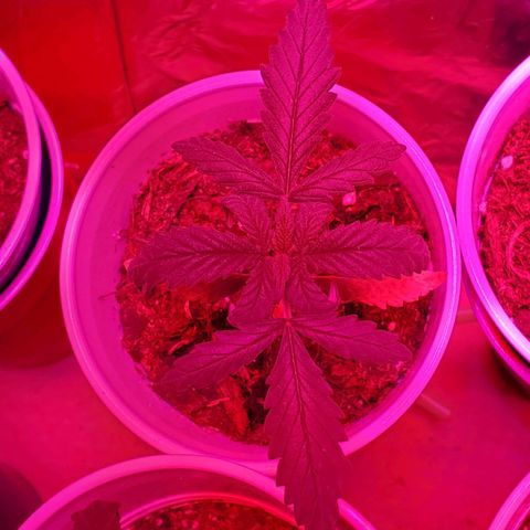 Unknown strain growlog photo: Plants doing good,  starting to see color go back to normal.   Got 1-1-1 Nutrients along with some root grow.  Started to see plants grow on budsites