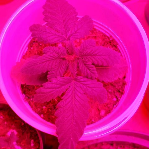 Unknown strain growlog photo: Plants doing good,  starting to see color go back to normal.   Got 1-1-1 Nutrients along with some root grow.  Started to see plants grow on budsites
