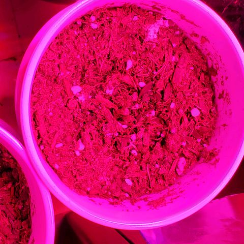 Unknown strain growlog photo: 1 was planted directly into soil to germinate.   Started to sprout out today.  Rest were regerminated.  Doing good so far, but noticing slow growth rate.  Otherwise, doing good.   Keeping top moist for re-germinated seedlings