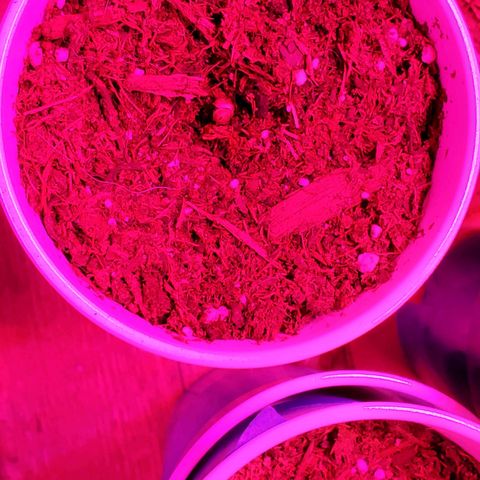 Unknown strain growlog photo: 1 was planted directly into soil to germinate.   Started to sprout out today.  Rest were regerminated.  Doing good so far, but noticing slow growth rate.  Otherwise, doing good.   Keeping top moist for re-germinated seedlings