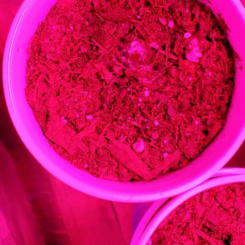 Unknown strain growlog photo: 1 was planted directly into soil to germinate.   Started to sprout out today.  Rest were regerminated.  Doing good so far, but noticing slow growth rate.  Otherwise, doing good.   Keeping top moist for re-germinated seedlings