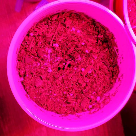 Unknown strain growlog photo: 1 was planted directly into soil to germinate.   Started to sprout out today.  Rest were regerminated.  Doing good so far, but noticing slow growth rate.  Otherwise, doing good.   Keeping top moist for re-germinated seedlings