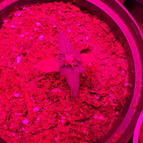 Unknown strain growlog photo: Looking great after getting their 1-1-1 nutrients and a bit of take root powder.  