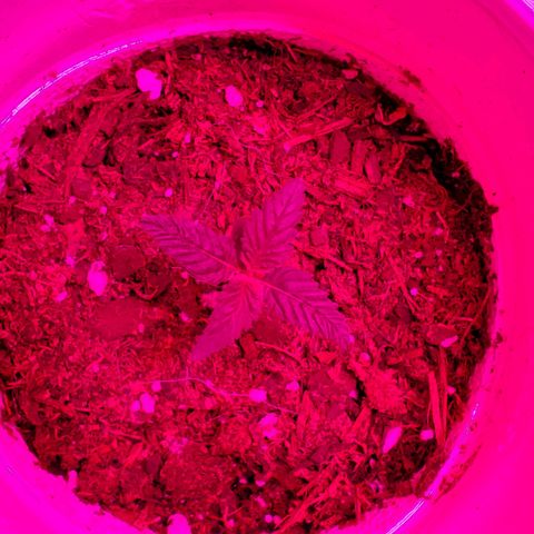 Unknown strain growlog photo: Looking great after getting their 1-1-1 nutrients and a bit of take root powder.  