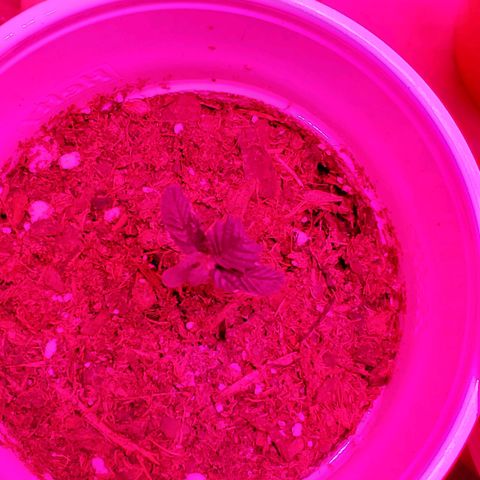 Unknown strain growlog photo: Looking great after getting their 1-1-1 nutrients and a bit of take root powder.  