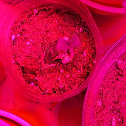 Unknown strain growlog photo: Looking great after getting their 1-1-1 nutrients and a bit of take root powder.  