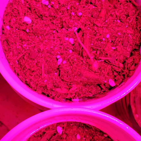 Unknown strain growlog photo: Looking great after getting their 1-1-1 nutrients and a bit of take root powder.  