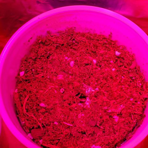 Unknown strain growlog photo: Looking great after getting their 1-1-1 nutrients and a bit of take root powder.  