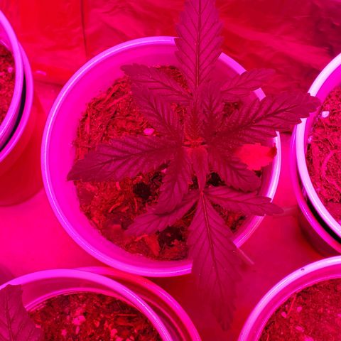 Unknown strain growlog photo: Looking great after getting their 1-1-1 nutrients and a bit of take root powder.  