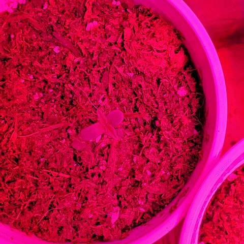 Unknown strain growlog photo: Looking great after getting their 1-1-1 nutrients and a bit of take root powder.  
