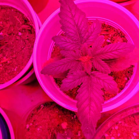 Unknown strain growlog photo: Looking great after getting their 1-1-1 nutrients and a bit of take root powder.  