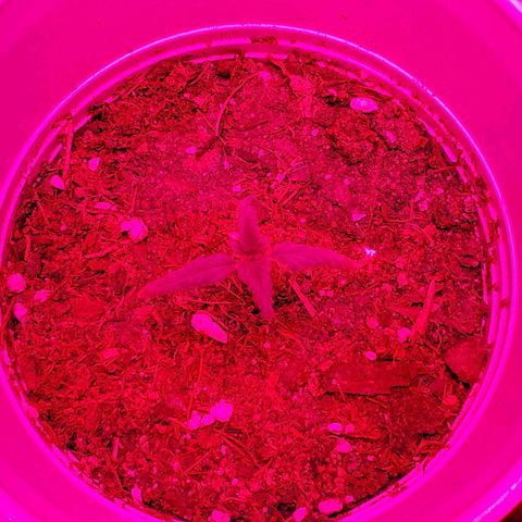 Unknown strain growlog photo: Looking great after getting their 1-1-1 nutrients and a bit of take root powder.  