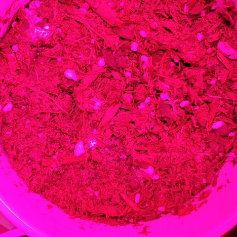Unknown strain growlog photo: Looking good 2nd pair of leaves growing.  As for the re-germinated ones.  Seems one didn't catch onto the soil