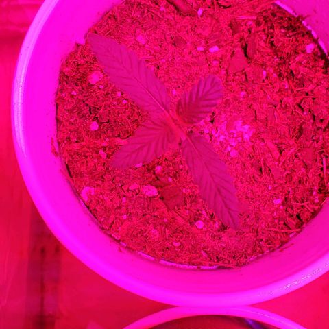 Unknown strain growlog photo: Looking good 2nd pair of leaves growing.  As for the re-germinated ones.  Seems one didn't catch onto the soil
