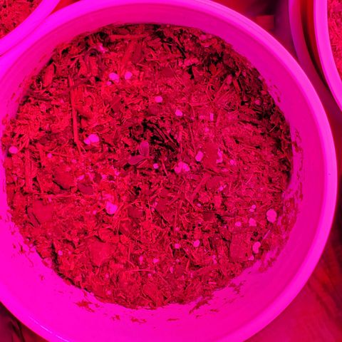 Unknown strain growlog photo: Looking good 2nd pair of leaves growing.  As for the re-germinated ones.  Seems one didn't catch onto the soil