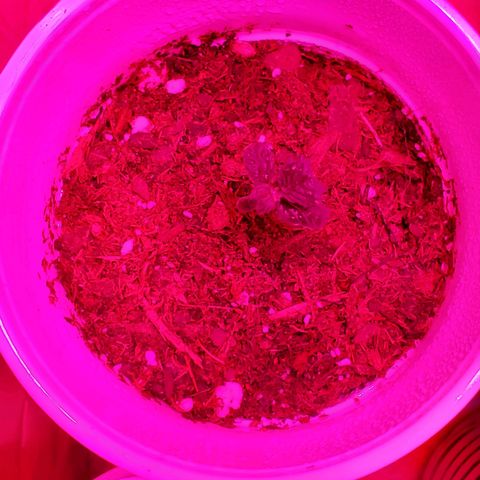 Unknown strain growlog photo: These guys are doing great.  I see may possible nitrogen deficiency or PH imbalance. At a 6.8 to 7.  Need to bring down to 6.5.  Added nitrogen,  so far they don't feel crispy  anymore.  May be solution instead of PH but keeping an eye out