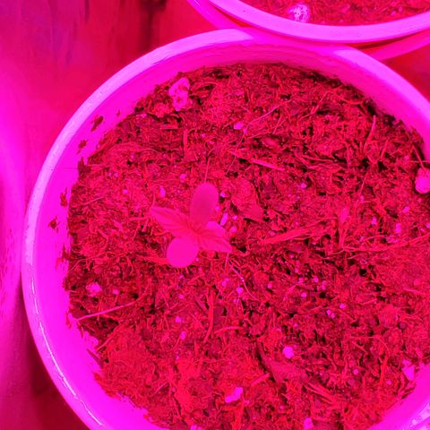 Unknown strain growlog photo: These guys are doing great.  I see may possible nitrogen deficiency or PH imbalance. At a 6.8 to 7.  Need to bring down to 6.5.  Added nitrogen,  so far they don't feel crispy  anymore.  May be solution instead of PH but keeping an eye out