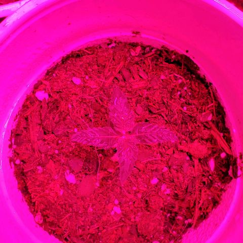 Unknown strain growlog photo: These guys are doing great.  I see may possible nitrogen deficiency or PH imbalance. At a 6.8 to 7.  Need to bring down to 6.5.  Added nitrogen,  so far they don't feel crispy  anymore.  May be solution instead of PH but keeping an eye out