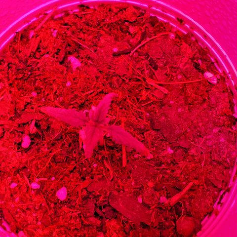 Unknown strain growlog photo: These guys are doing great.  I see may possible nitrogen deficiency or PH imbalance. At a 6.8 to 7.  Need to bring down to 6.5.  Added nitrogen,  so far they don't feel crispy  anymore.  May be solution instead of PH but keeping an eye out
