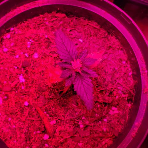 Unknown strain growlog photo: These guys are doing great.  I see may possible nitrogen deficiency or PH imbalance. At a 6.8 to 7.  Need to bring down to 6.5.  Added nitrogen,  so far they don't feel crispy  anymore.  May be solution instead of PH but keeping an eye out