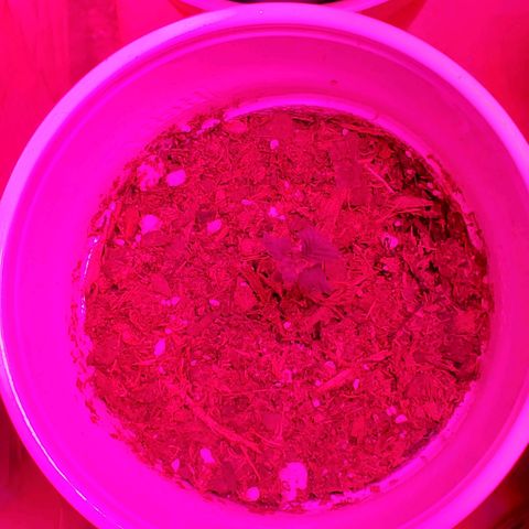 Unknown strain growlog photo: As you can see,  these are what is left.  Others didn't can't onto soil, regerminated seedlings.  Rest are doing great,  growing strong and short.  2 are started to grow 5 point leaves