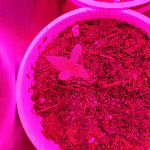 Unknown strain growlog photo: As you can see,  these are what is left.  Others didn't can't onto soil, regerminated seedlings.  Rest are doing great,  growing strong and short.  2 are started to grow 5 point leaves