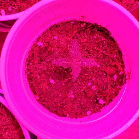 Unknown strain growlog photo: As you can see,  these are what is left.  Others didn't can't onto soil, regerminated seedlings.  Rest are doing great,  growing strong and short.  2 are started to grow 5 point leaves