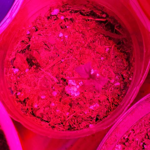 Unknown strain growlog photo: As you can see,  these are what is left.  Others didn't can't onto soil, regerminated seedlings.  Rest are doing great,  growing strong and short.  2 are started to grow 5 point leaves