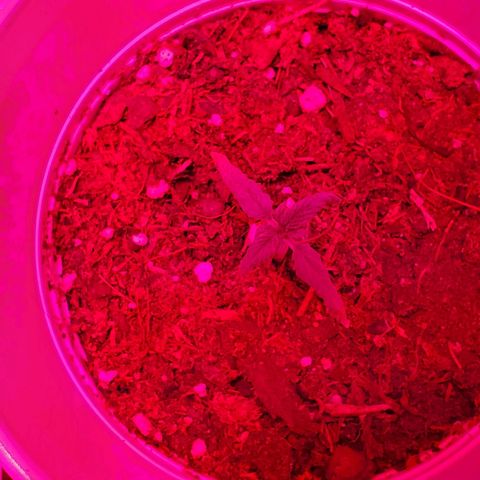 Unknown strain growlog photo: As you can see,  these are what is left.  Others didn't can't onto soil, regerminated seedlings.  Rest are doing great,  growing strong and short.  2 are started to grow 5 point leaves