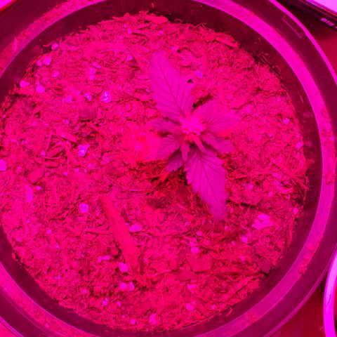 Unknown strain growlog photo: As you can see,  these are what is left.  Others didn't can't onto soil, regerminated seedlings.  Rest are doing great,  growing strong and short.  2 are started to grow 5 point leaves