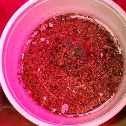 Unknown strain growlog photo: Starting to feel that the light may have changed the colors of some of these leaves haha.  Otherwise looking good.  Started to get 1-1-1 mixed with some Root hormones.  Trying to correct nitrogen deficiency 
