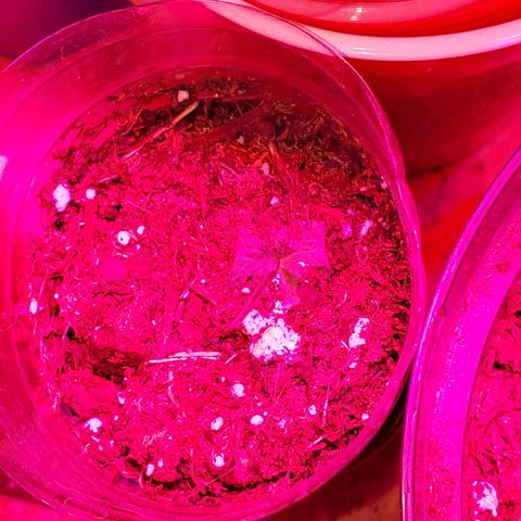 Unknown strain growlog photo: Starting to feel that the light may have changed the colors of some of these leaves haha.  Otherwise looking good.  Started to get 1-1-1 mixed with some Root hormones.  Trying to correct nitrogen deficiency 
