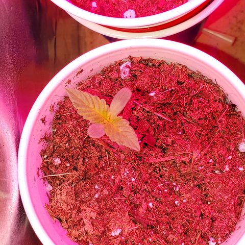 Unknown strain growlog photo: Starting to feel that the light may have changed the colors of some of these leaves haha.  Otherwise looking good.  Started to get 1-1-1 mixed with some Root hormones.  Trying to correct nitrogen deficiency 