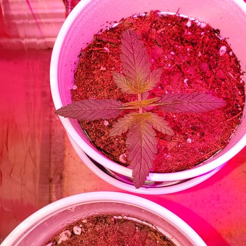 Unknown strain growlog photo: Starting to feel that the light may have changed the colors of some of these leaves haha.  Otherwise looking good.  Started to get 1-1-1 mixed with some Root hormones.  Trying to correct nitrogen deficiency 