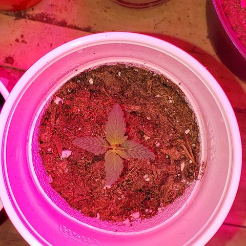Unknown strain growlog photo: Starting to feel that the light may have changed the colors of some of these leaves haha.  Otherwise looking good.  Started to get 1-1-1 mixed with some Root hormones.  Trying to correct nitrogen deficiency 