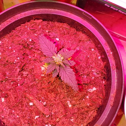 Unknown strain growlog photo: Starting to feel that the light may have changed the colors of some of these leaves haha.  Otherwise looking good.  Started to get 1-1-1 mixed with some Root hormones.  Trying to correct nitrogen deficiency 