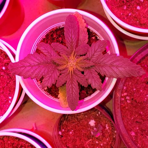 Unknown strain growlog photo: Starting to feel that the light may have changed the colors of some of these leaves haha.  Otherwise looking good.  Started to get 1-1-1 mixed with some Root hormones.  Trying to correct nitrogen deficiency 