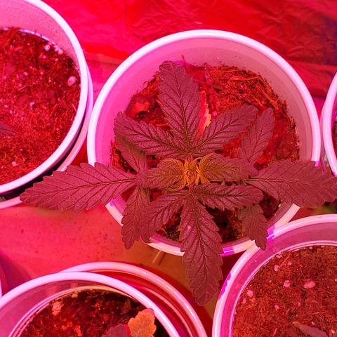 Unknown strain growlog photo: Starting to feel that the light may have changed the colors of some of these leaves haha.  Otherwise looking good.  Started to get 1-1-1 mixed with some Root hormones.  Trying to correct nitrogen deficiency 